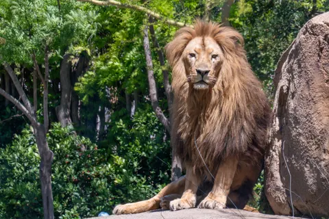 Lion 4K Wallpaper · animals · 3840×2560