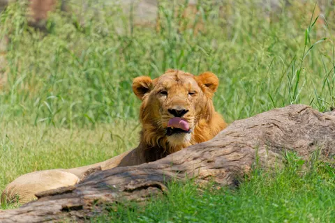 Lion 4K Wallpaper · animals · 3840×2560