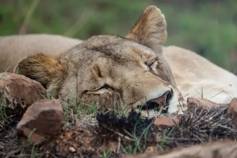 Lion 4K Wallpaper · animals · 3840×2561