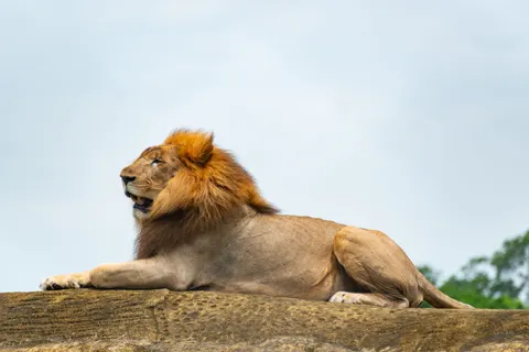 Lion 4K Wallpaper · animals · 3840×2563
