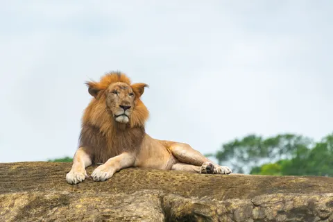 Lion 4K Wallpaper · animals · 3840×2563