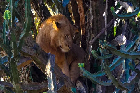 Lion 4K Wallpaper · animals · 3840×2560