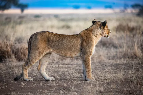 Lion 4K Wallpaper · animals · 3840×2560