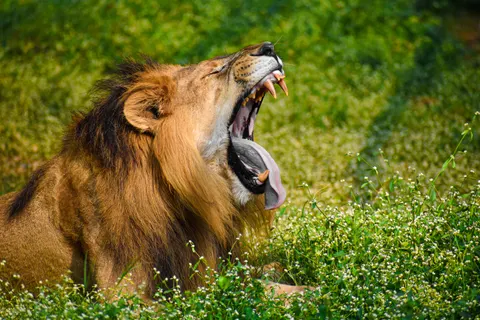 Fond d'écran Lion 4K · animals · 3840×2560