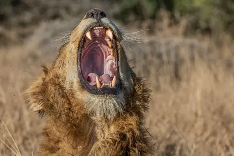 Fond d'écran Lion 4K · animals · 3840×2563