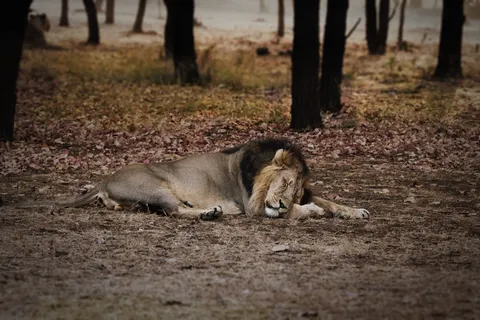 Fond d'écran Lion 4K · animals · 3840×2560