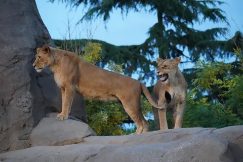 Lion 4K Wallpaper · animals · 3840×2560