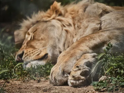 Papel de parede Leão 4K · animals · 3840×2880