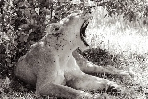 Fond d'écran Lion 4K · animals · 3840×2560