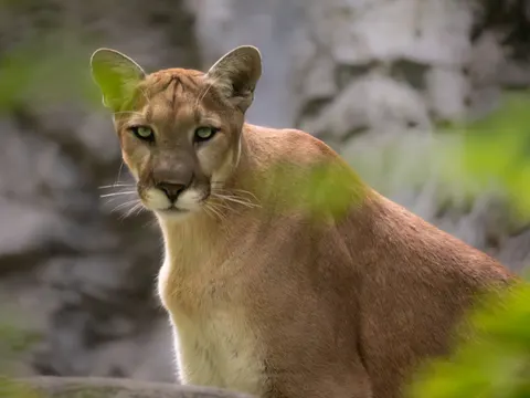 Löwe 4K Hintergrundbild · animals · 3840×2880