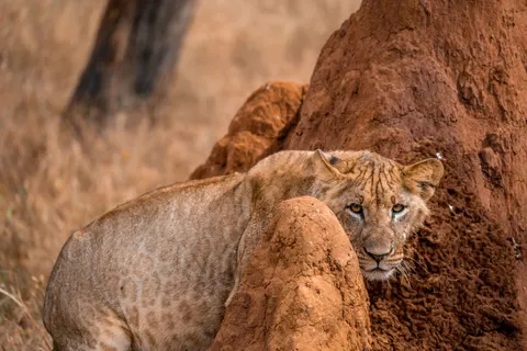 Lion 4K Wallpaper · animals · 3840×2560
