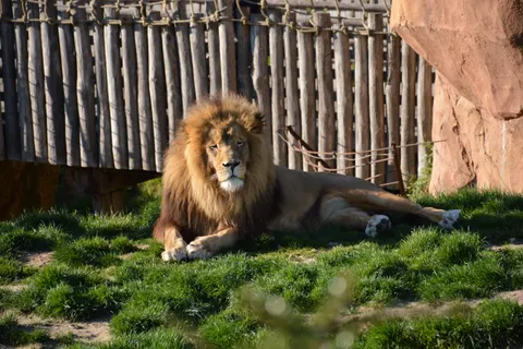Löwe 4K Hintergrundbild · animals · 3840×2560