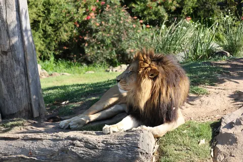 خلفية أسد بدقة 4K · animals · 3840×2560