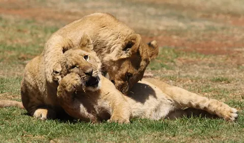 Lion 4K Wallpaper · animals · 3840×2254
