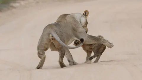 Fondo de pantalla León 4K · animals · 3840×2160