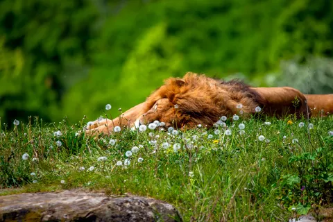 Lion 4K Wallpaper · animals · 3840×2563