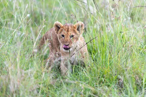 Lion 4K Wallpaper · animals · 3840×2560