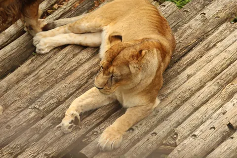 Lion 4K Wallpaper · animals · 3840×2560