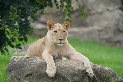 Löwe 4K Hintergrundbild · animals · 3840×2560