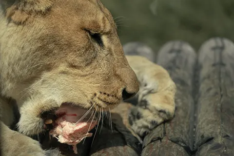 Lion 4K Wallpaper · animals · 3840×2560