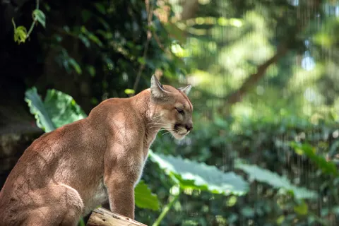 Lion 4K Wallpaper · animals · 3840×2560