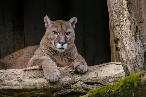 Lion 4K Wallpaper · animals · 3840×2560