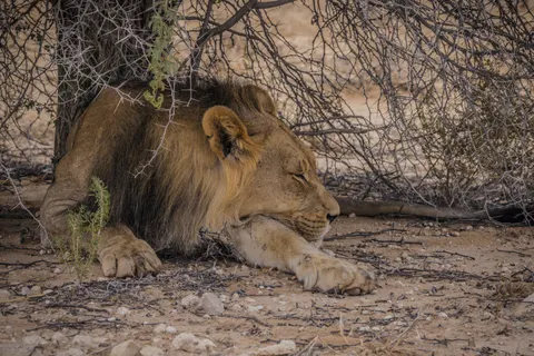 Fondo de pantalla León 4K · animals · 3840×2561