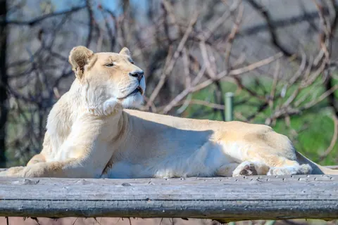خلفية أسد بدقة 4K · animals · 3840×2560