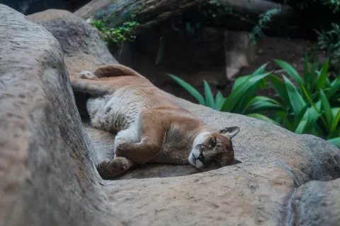 Lion 4K Wallpaper · animals · 3840×2560