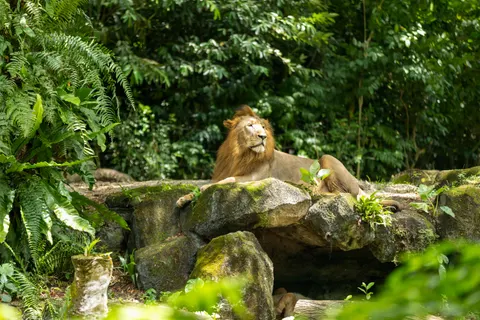 Löwe 4K Hintergrundbild · animals · 3840×2560