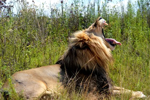 Fond d'écran Lion 4K · animals · 3840×2553