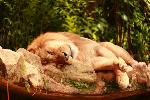 Papel de parede Leão 4K · animals · 3840×2560
