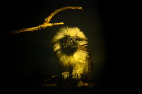 Löwe 4K Hintergrundbild · animals · 3840×2560