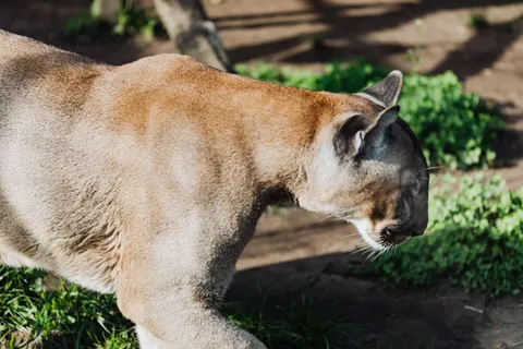 Lion 4K Wallpaper · animals · 3840×2560