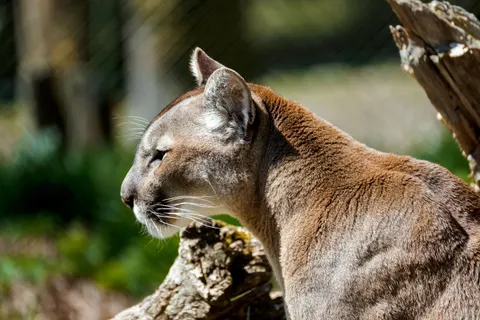 Lion 4K Wallpaper · animals · 3840×2560