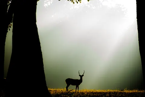 Fondo de pantalla Ciervo 4K · animals · 3840×2560