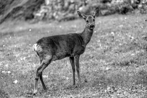 Deer 4K Wallpaper · animals · 3840×2558