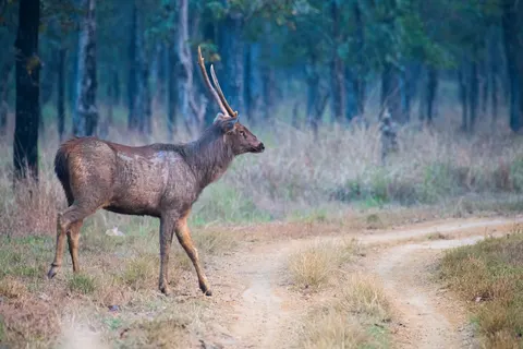 Deer 4K Wallpaper · animals · 3840×2560