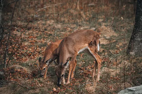 Hirsch 4K Hintergrundbild · animals · 3840×2560