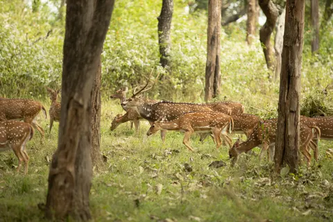 خلفية غزال بدقة 4K · animals · 3840×2560