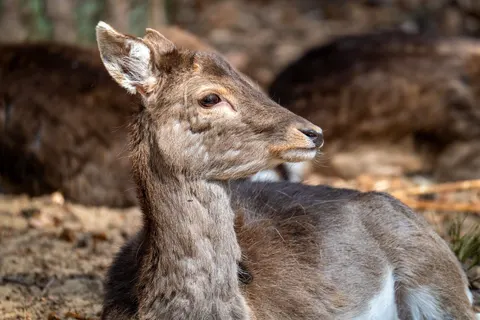 Fondo de pantalla Ciervo 4K · animals · 3840×2560