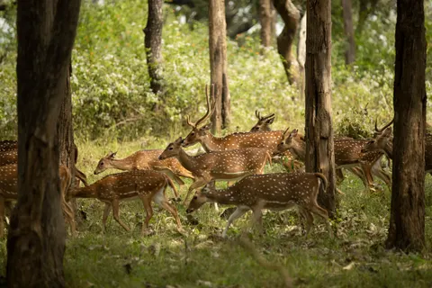Обои Олень 4K · animals · 3840×2560