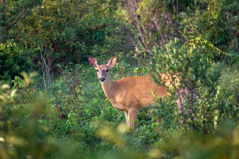 Deer 4K Wallpaper · animals · 3840×2561