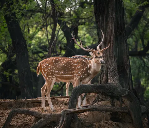 Deer 4K Wallpaper · animals · 3840×3282