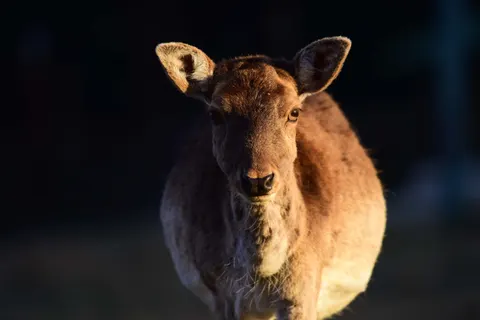 Deer 4K Wallpaper · animals · 3840×2563