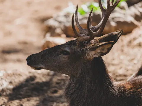 Hirsch 4K Hintergrundbild · animals · 3840×2880