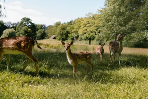 Hirsch 4K Hintergrundbild · animals · 3840×2560
