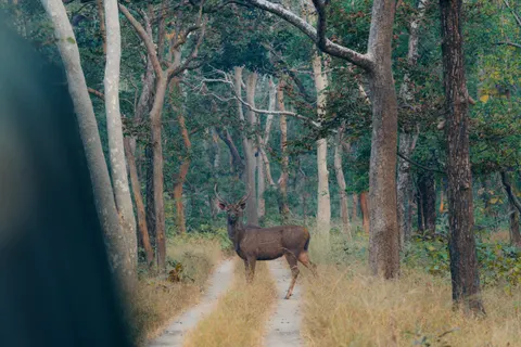 Deer 4K Wallpaper · animals · 3840×2560