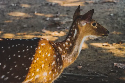 Deer 4K Wallpaper · animals · 3840×2560