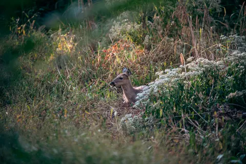 Deer 4K Wallpaper · animals · 3840×2563